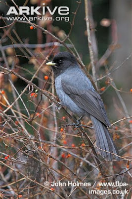 Sichuan Jay