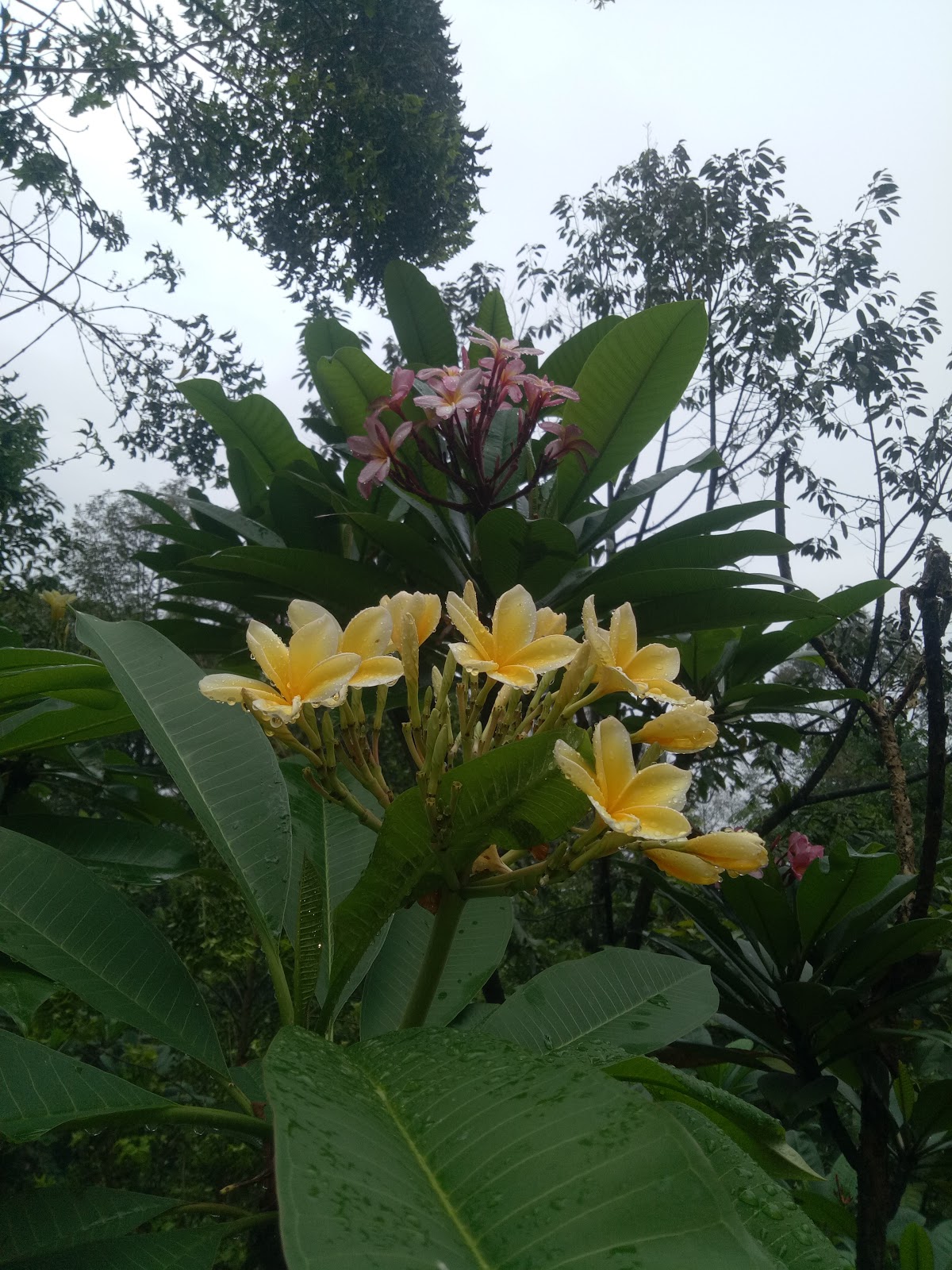 Harga tanaman Kamboja bali bunga warna kuning tinggi 1 sampai 1,5 meter
