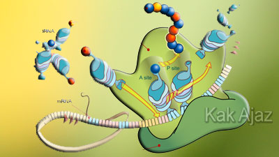 Sintesis Protein [Soal UN dan Pembahasan]