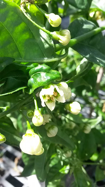 Capsicum flexuosum