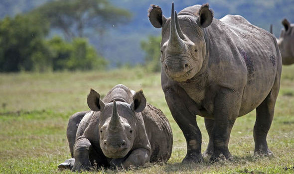 Top ten facts about rhinoceroses