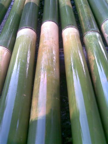  Bambu  Petung  Bambu  Betung Bali November 2012