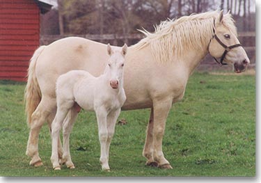 Animal,horse,mare,funny horse,horse riding,mammalia,chordata,animammalia,horse dance,theria,equus,world class animal,pet animal,,white horse