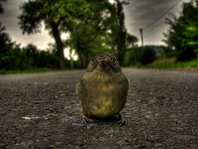 60 Stunning HDR Photos of Animals