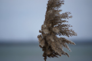 Stuf-Reed-Schliff-Caña-καλάμι