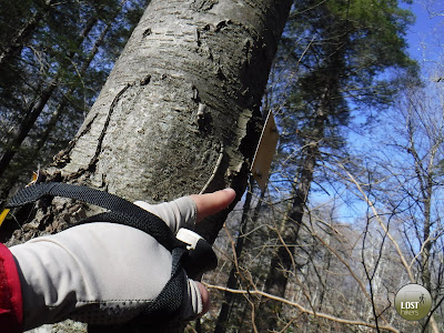 Marcas amarillas del sendero Stony Brook en Harriman State Park