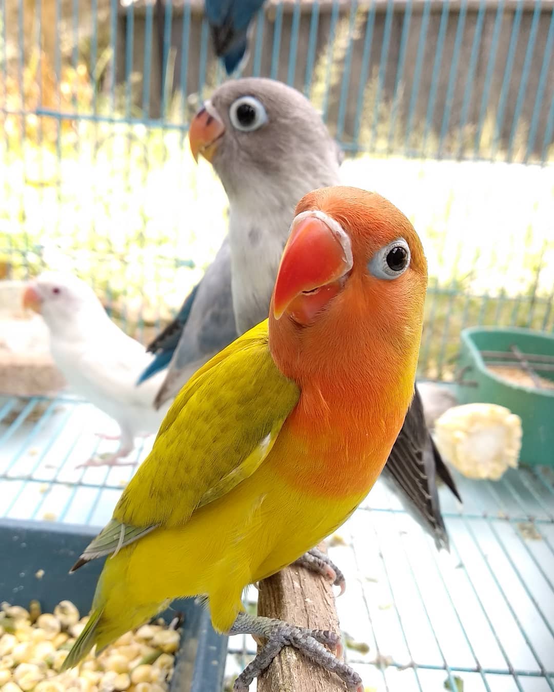 Pusat Jual Aneka Burung Kicau Burung Lovebird Dengan Harga 