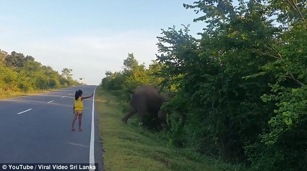 Girl stops elephant