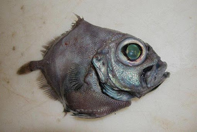 Weird Fish Seen On lolpicturegallery.blogspot.com