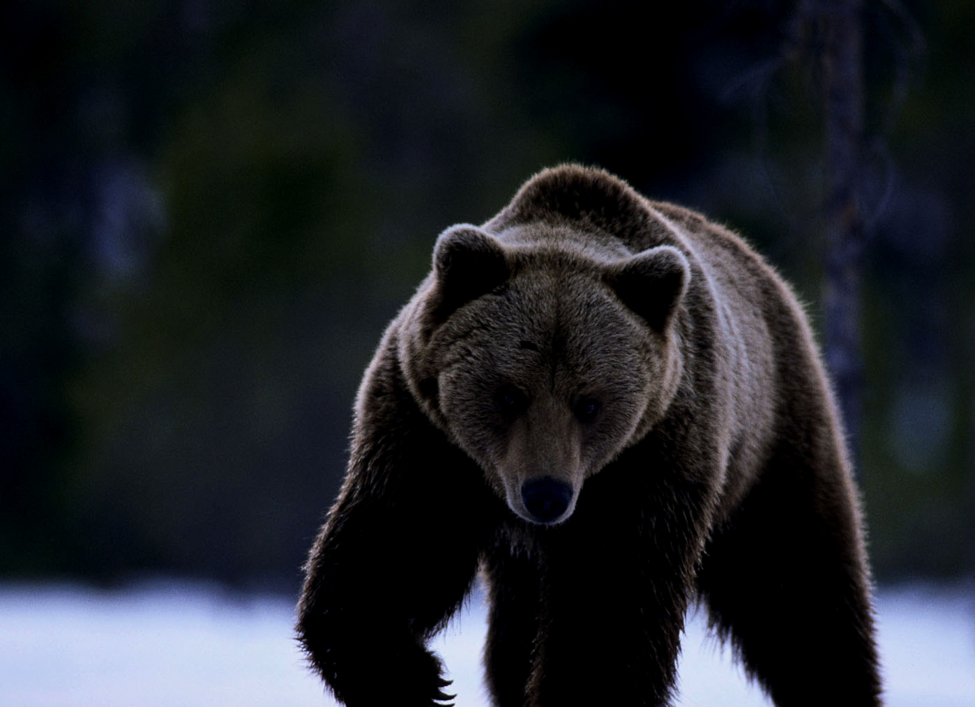 This bear, on the other hand, feasts only upon human souls.