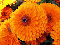 Marigold flower