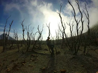 foto hutan mati di gunung papandayan