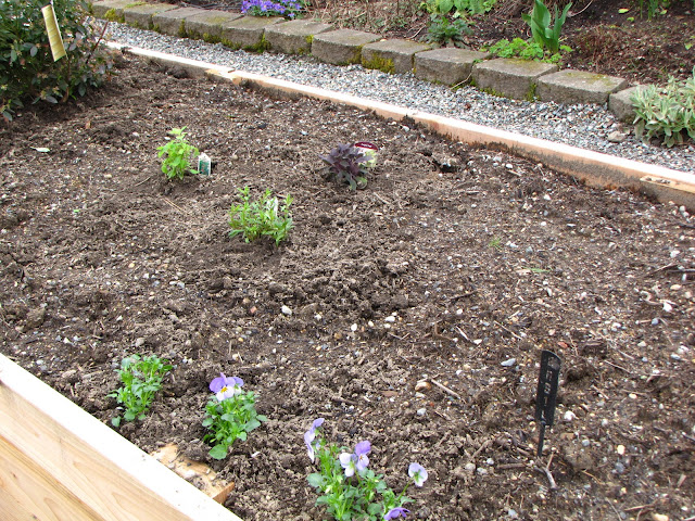 I planted Hyssop Purple Sage and Pineapple Sage together