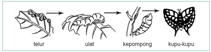 Tahapan Daur  Hidup  Hewan  Panduan soal