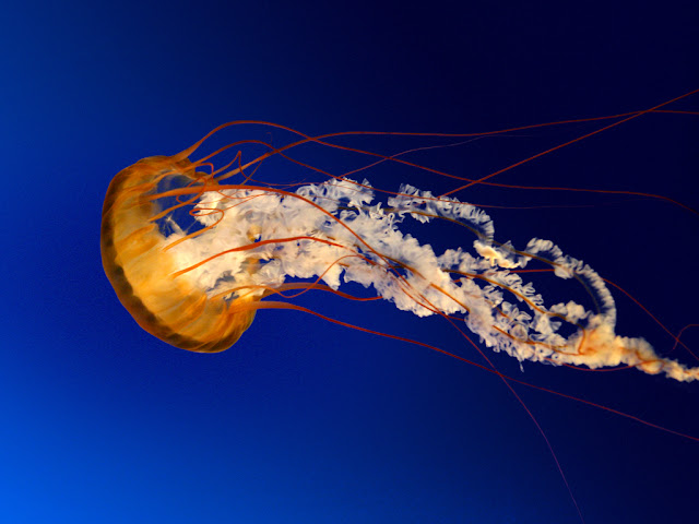 under water jellyfish photograpy