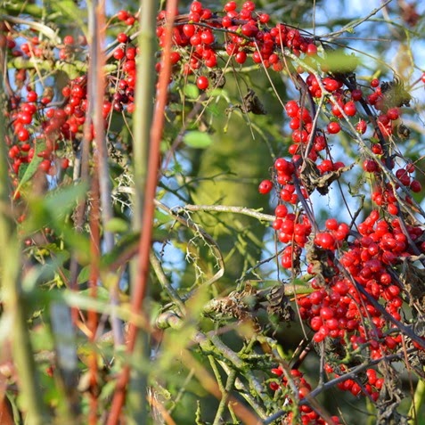 Bryony berries