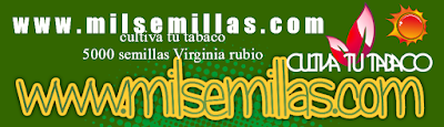  Cultiva tu tabaco Virgini Rubio compra tus semillas 