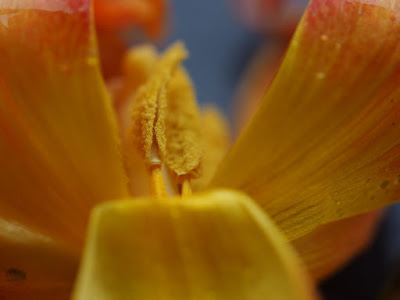 Olympus, Focusstacking, focusbracketing, tulpe, stack, makro, om-d