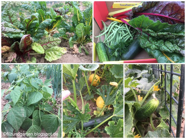 Erntefrisches Gemüse im Juli: Mangold, Bohnen, Zucchini und Gurken