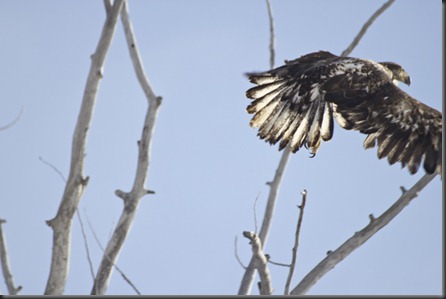 Juvy Bald Eagle2