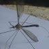 Aneh Nyamuk Raksasa Di Sulawesi Barat