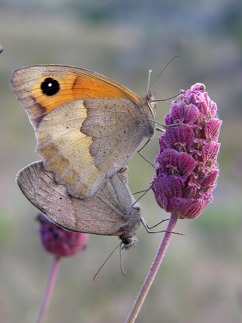 volvoreta, mariposa, imágenes gratis