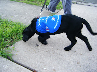 I'm walking on the sidewalk; Celia's pulling to the side to sniff the grass