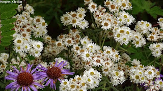 Valley Of Flowers_3