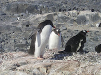 Gentoo pinguïn op Jougla Point