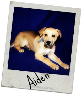 Luna + Cynder, a dog's life...: Wednesday Warmth: Aiden!