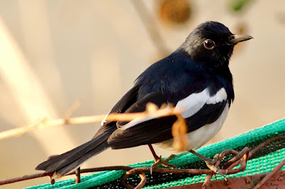 "Oriental Magpie-Robin - Copsychus saularis,common resident sitting on garden fence."