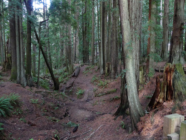 trees and a path with stairs