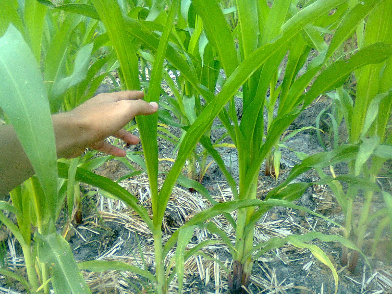 Jarak Ideal Menanam Jagung  Menurut Pakar Pertanian Jagung  