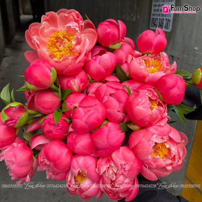 Hoa mẫu đơn peony