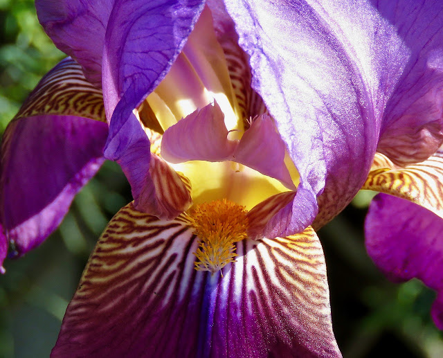 Iris al sol