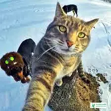 Cat Pic Selfie - Cat Pics Download 2023 - biraler pic - NeotericIT.com - Image no 1