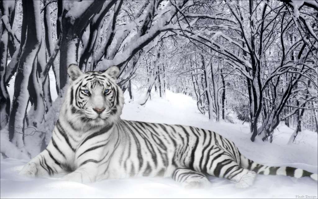 wallpaper tiger white. Top 10 Wallpapers All Time