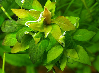 Freshwater Aquarium Plants Hygrophila Corymbosa Species