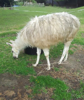 Finding a missing llama in Wales