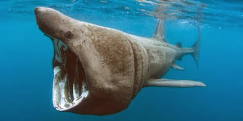 Basking Shark, ikan paus raksasa