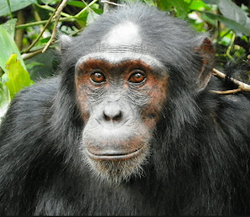 5 Days Uganda Safari trekking Chimpanzees and Gorilla tracking , Chimpanzee tracking, tracking over 12 primates in Kibale National Park.