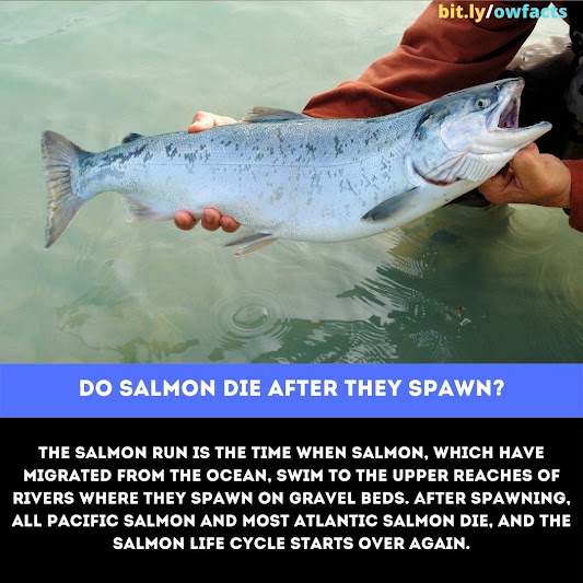 WTF Fun Fact: Do salmon die after they spawn?