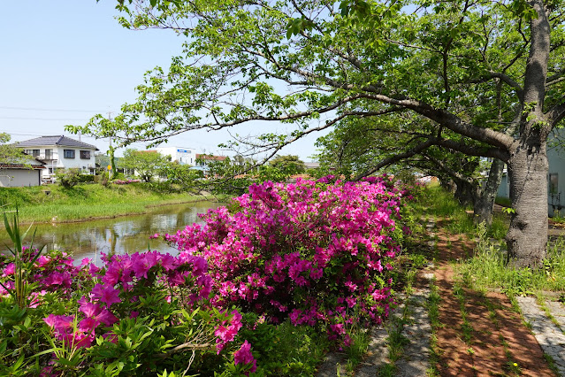 鳥取県東伯郡湯梨浜町龍島　東郷川　ツツジ(躑躅）