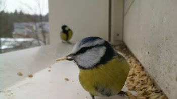 Blue Tit