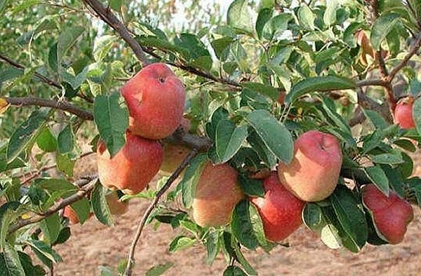 apple tree flower. Under the little apple-tree,