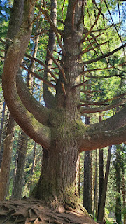 Madère - Caldeiro Verde - Arbre centenaire