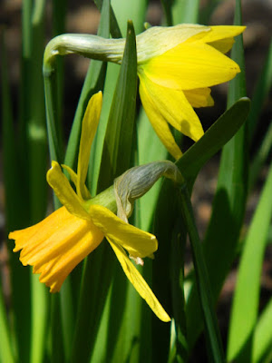 Toronto Daffodils Parkdale Spring Garden Cleanup by Paul Jung Gardening Services