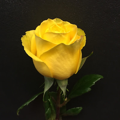 Yellow Rose at Stein Your Florist Co.