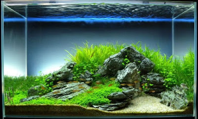 Desain Aquascape