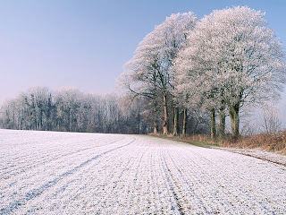 Snow Road and Trees wallpaper